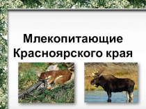 Презентация Млекопитающие Красноярского края