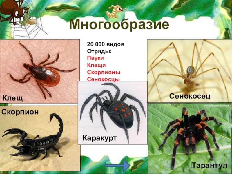 Паук относится к паукообразным. Представители отряда пауков. Пауки представители класса. Многообразие паукообразных. Паукообразные названия.
