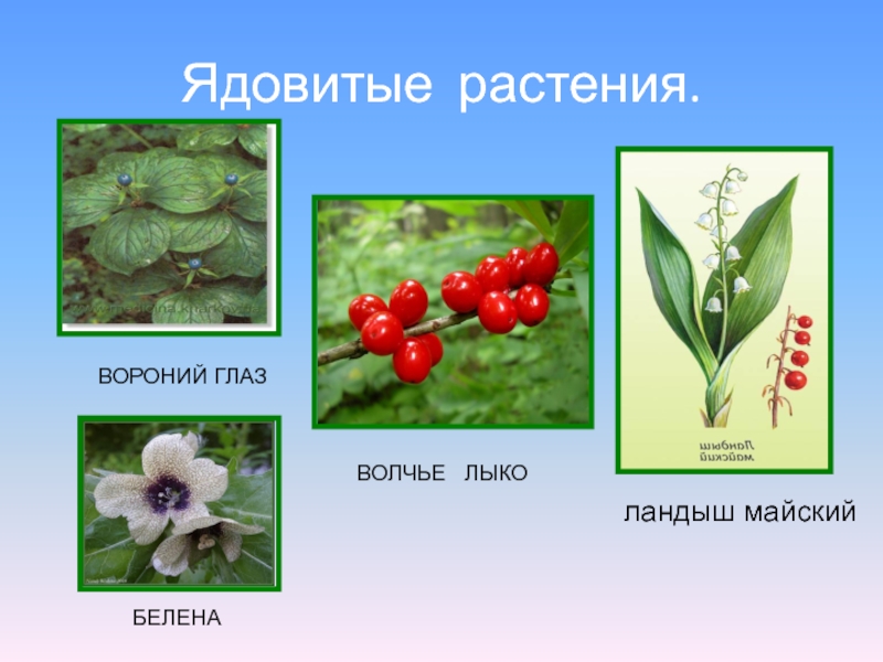 Лекарственные и ядовитые растения для дошкольников презентация