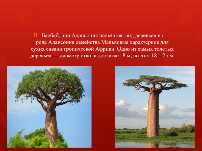 Баобаб, или Адансония пальчатая  вид деревьев из рода Адансония семейства Мальвовые характерное для сухих саванн тропической Африки. Одно из самых толстых деревьев — диаметр ствола достигает 8 м,
