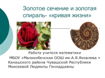 Презентация по математике Золотое сечение и золотая спираль - кривая жизни