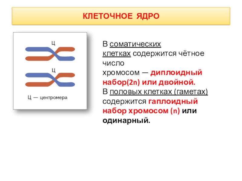 Соматическая клетка содержит хромосом. В половых клетках одинарный набор хромосом. Соматическая клетка набор хромосом. Двойной и одинарный набор хромосом. В половых клетках содержится диплоидный набор хромосом.