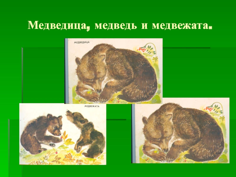 Медведица корень. Медведь Медведица корень. Медведица Медвежонок корень. Корень в слове медведь и Медвежонок. Медведь Медвежонок корень.