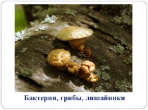 Презентация по биологии для повторения в ходе подготовки к ОГЭ на тему: Бактерии, грибы, лишайники
