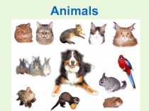 Презентация по англ.языку Animals (2 класс)