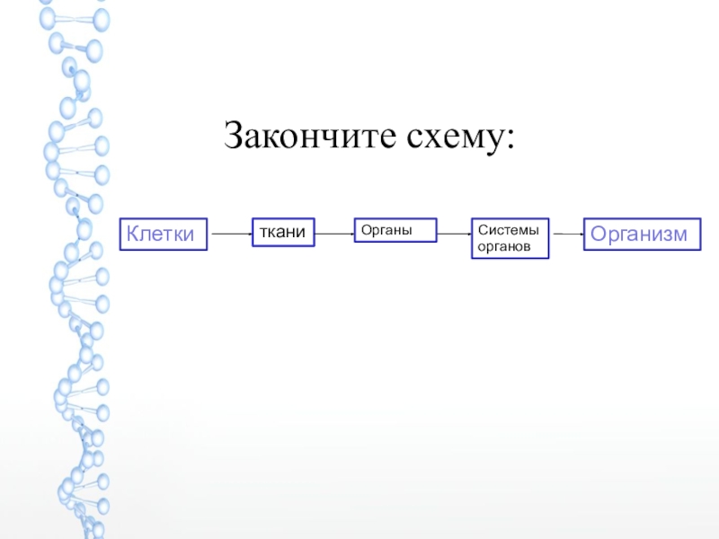 Схема клетка ткань орган система органов организм