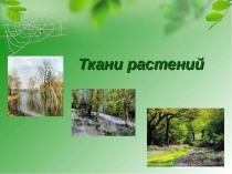Презентация по биологии на тему Ткани растений(6 класс)