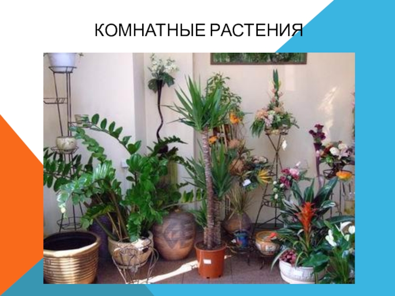 Презентация Комнатные растения