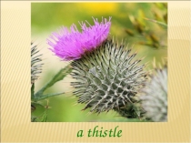 Презентация по английскому языку на тему Национальный символ Шотландии