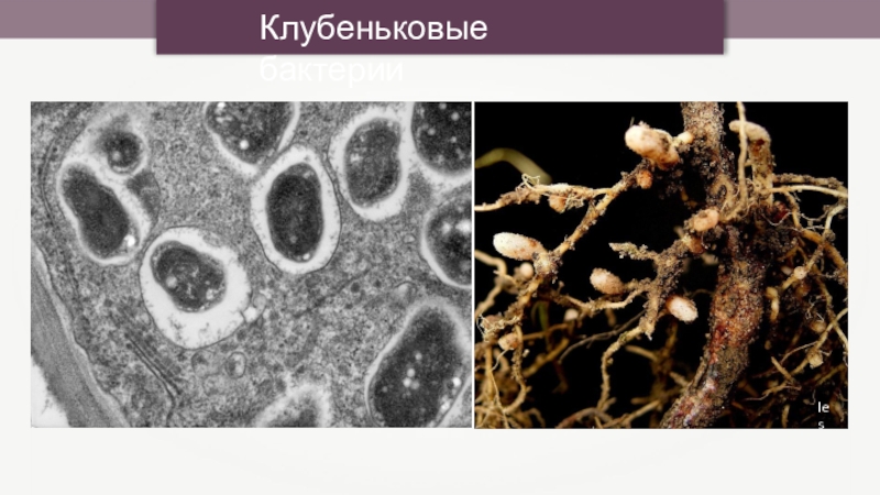 Азотфиксирующие бактерии презентация