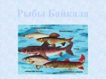 Презентация по биологии Рыбы Байкала