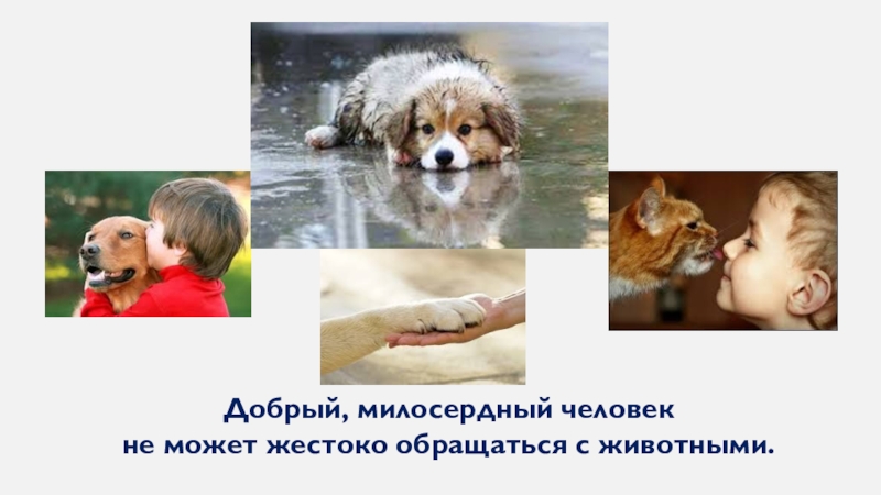 В чем проявляется милосердие к животным. Гуманное отношение к животным. Милосердие к животным. Милосердное отношение к животным. Добро к животным.
