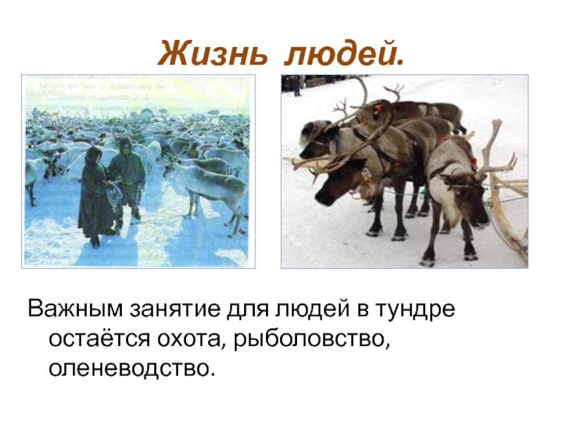 Презентация люди в тундре 3 класс занков