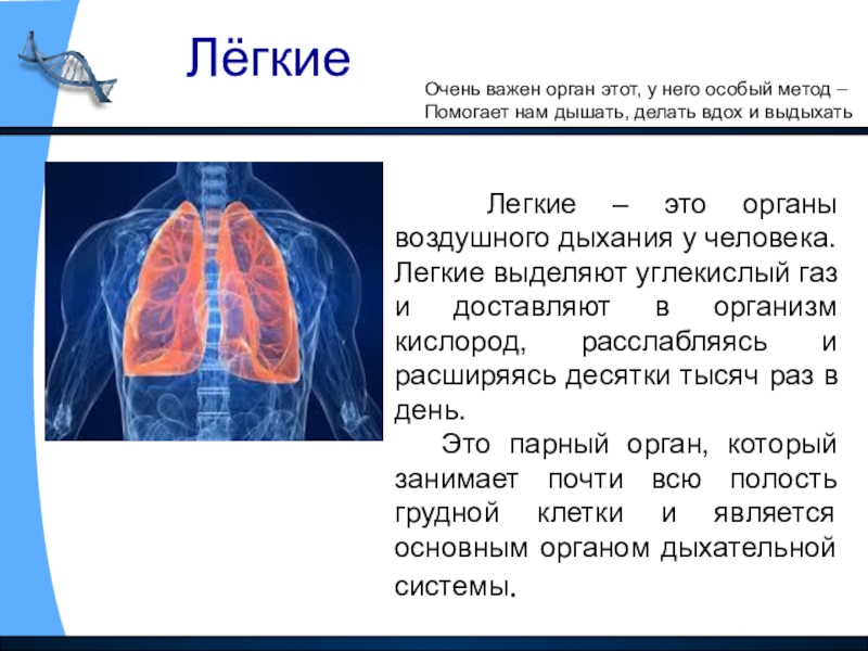 К какому органу относятся легкие