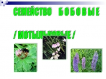 Презентация Семейства цветковых растений.Бобовые.