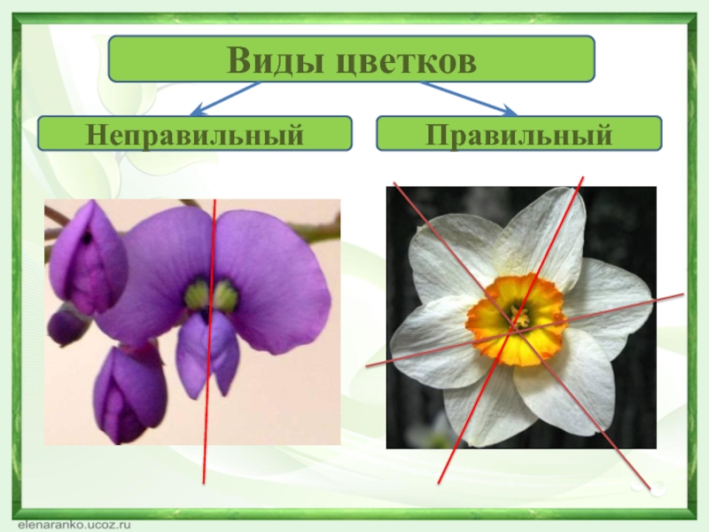 Проект цветок по биологии 6 класс