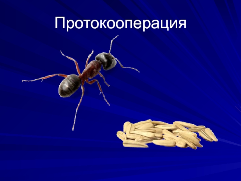 Протокооперация. Протокооперация это в биологии. Факультативный симбиоз. Межвидовые отношения протокооперация примеры.