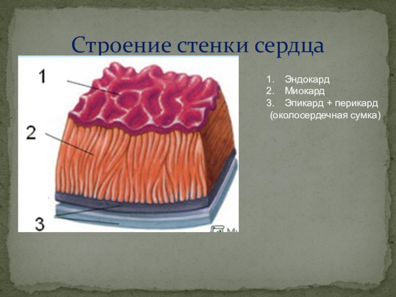 Из каких слоев состоит стенка сердца. Эндокард миокард эпикард перикард. Миокард перикард эндокард анатомия. Строение стенки сердца (эндокард, миокард, перикард). Стенка сердца эндокард миокард эпикард.