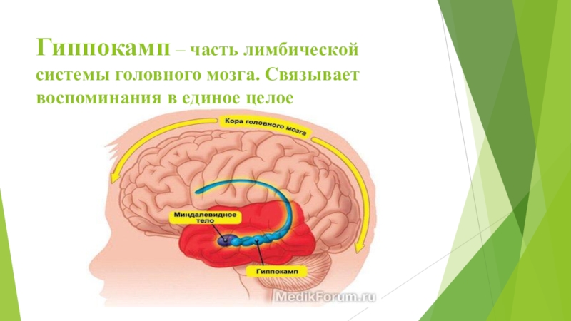 Проект по биологии на тему память