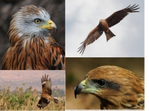 Презентация по русскому языку Изложение