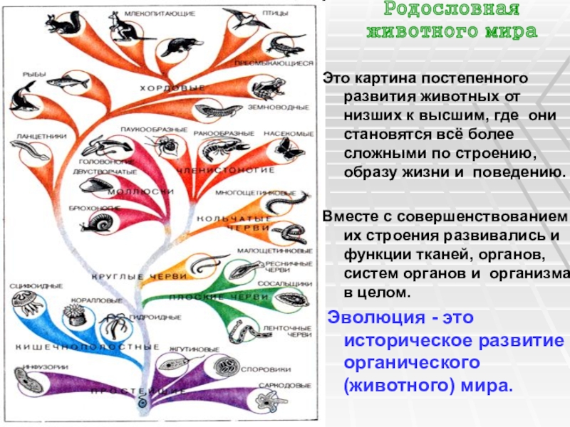 Эволюция животных шла в направлении