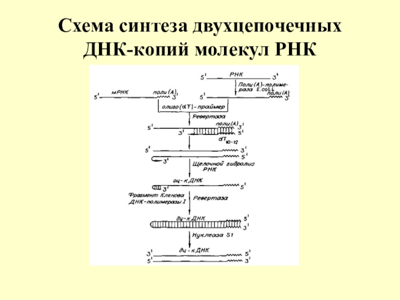 Синтез молекул днк. Схема синтеза двухцепочечных ДНК-копий молекул РНК. Схема двухцепочечной ДНК. Схема биосинтеза ДНК. Двухцепочечная молекула ДНК схема.