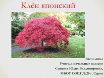 Презентация по окружающему миру на тему: Японский клен.