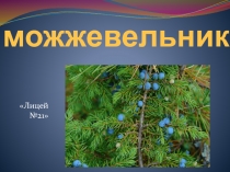 Презентация по биологии Можжевельник
