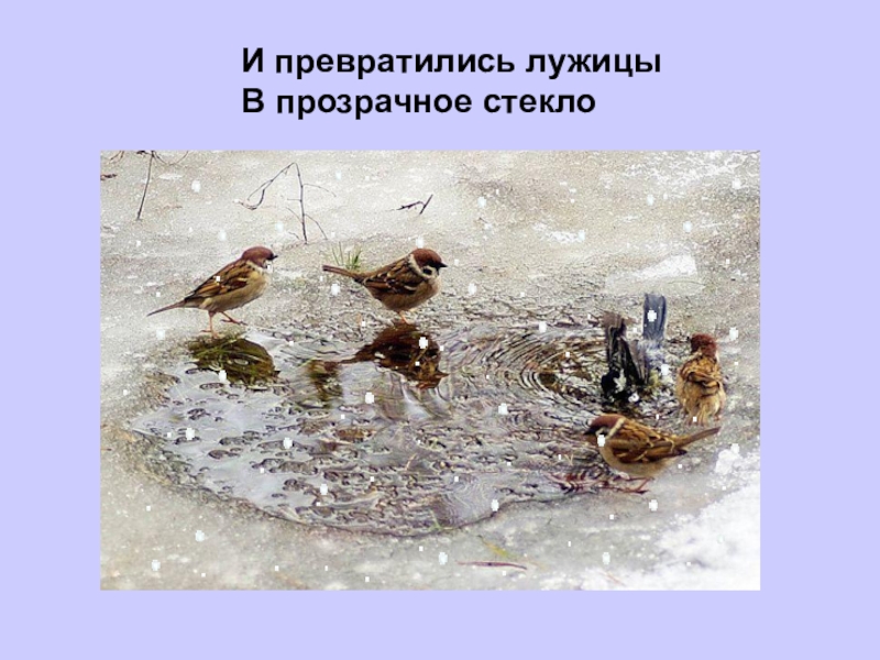 и превратились лужицы в холодное. и превратились лужицы в прозрачное стекло. александров снежок стихотворение. з. и превратились лужицы в прозрачное стекло.