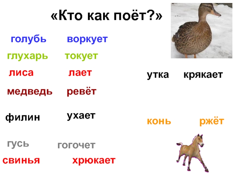 Название зверька 2 буквы но 3 звука. Кто как поет. Кто из зверей умеет петь. Кто поет из животных. Кто как голос подает лиса.