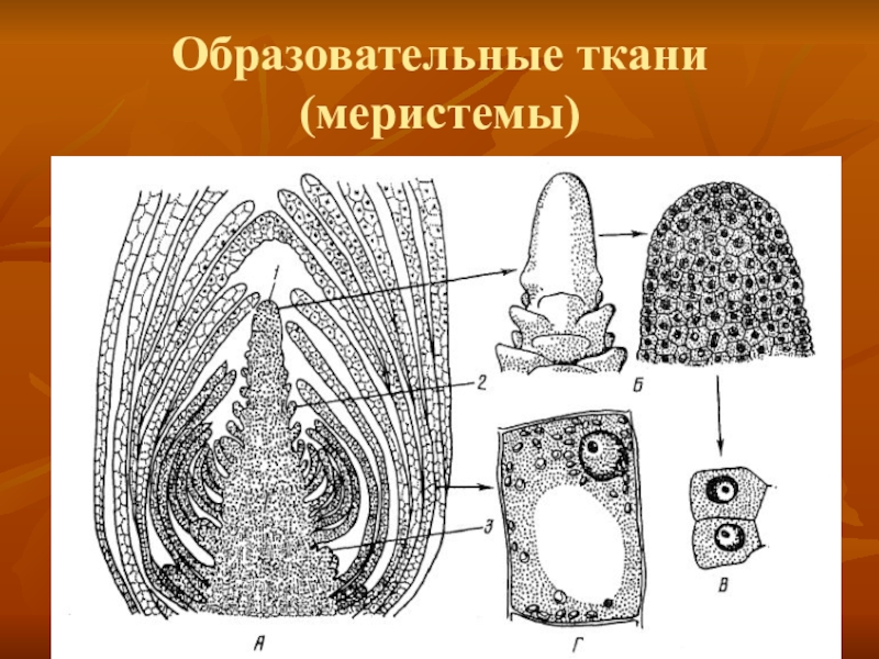 Меристематические ткани растений