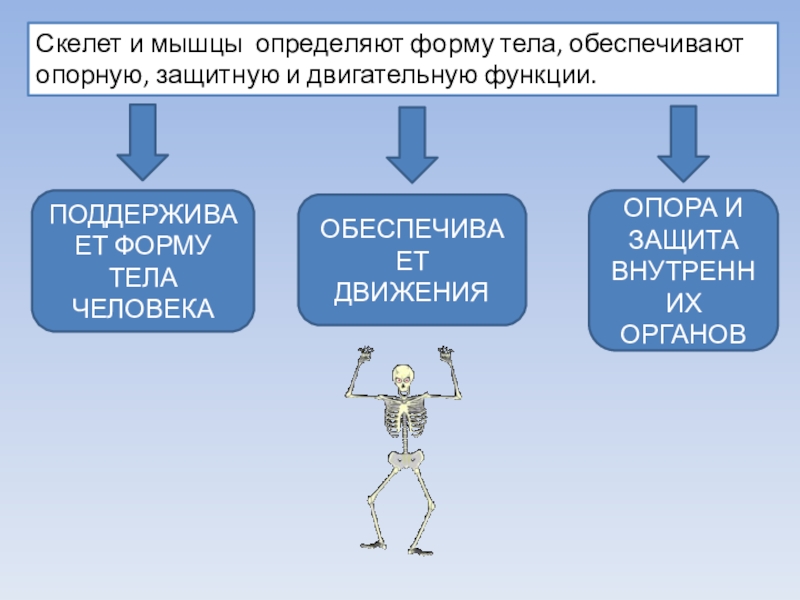 Осанка скелет и мышцы человека презентация 1 класс