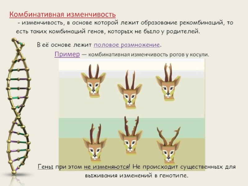 Изменчивость схема биология 10 класс