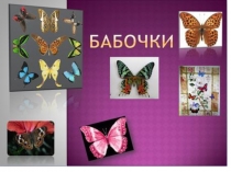 Презентация Бабочки 7 класс