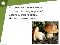 Презентация к уроку биологии по теме Грибы, 5 класс