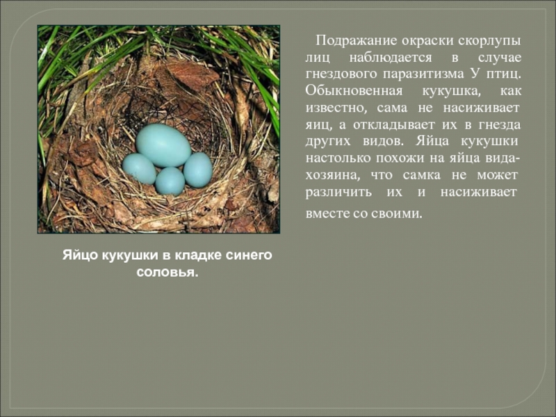 Какие животные не откладывают яйца. Расцветка яиц птиц. Окраска яиц птиц. Яйцо кукушки черты приспособленности к среде обитания. Окраска яиц у разных птиц.