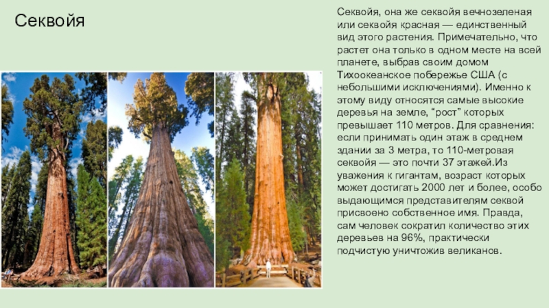 Где растет секвойя на каком материке. Секвойя вечнозелёная листья. Секвойя вечнозелёная шишки. Секвойя вечнозеленая дендрология. Секвойя Возраст.