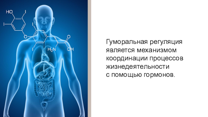 Общий план строения человека и процессы жизнедеятельности