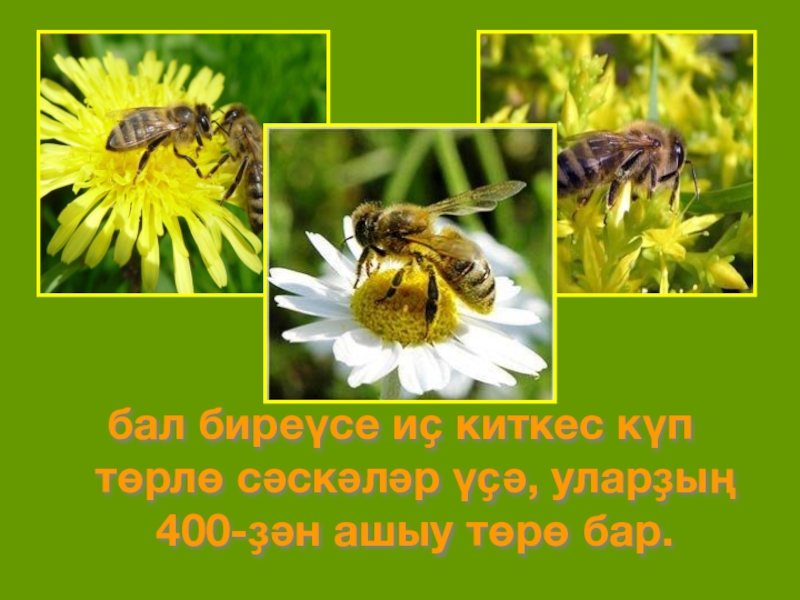 бал биреүсе иҫ киткес күп төрлө сәскәләр үҫә, уларҙың 400-ҙән ашыу төрө бар.