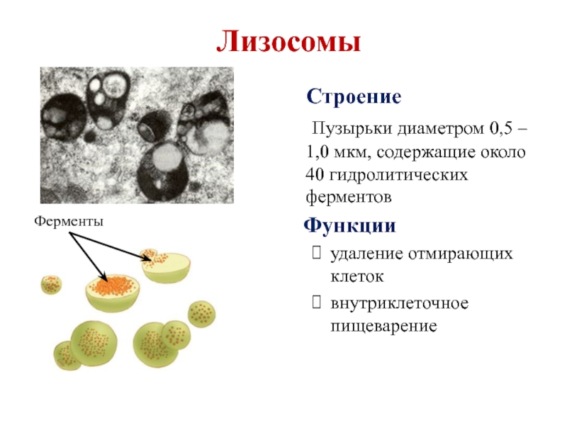 Лизосома рисунок и функции