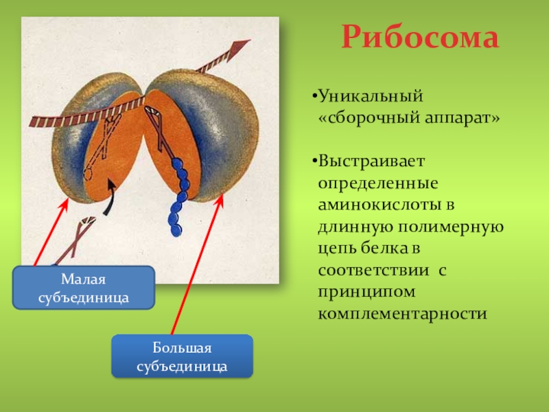 4 рибосомы синтез белка. Состав малой субъединицы рибосомы. Функция малой субъединицы рибосомы. Рибосома малая и большая субъединица. Большая субъединица рибосомы состоит.