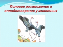 Презентация к уроку Оплодотворение у животных (для 10 профильных классов)
