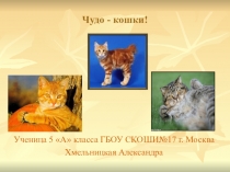 Проект-презентация  ЧУДО -КОШКИ !!!
