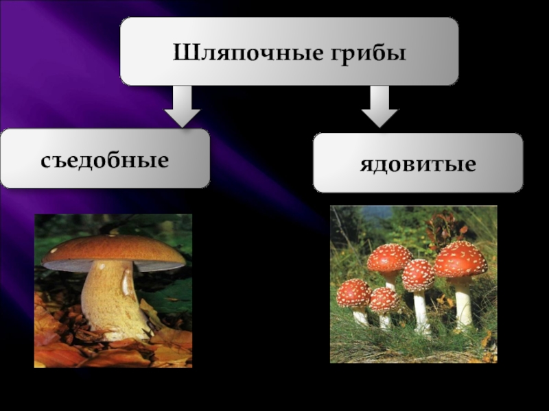 Проект шляпочные грибы