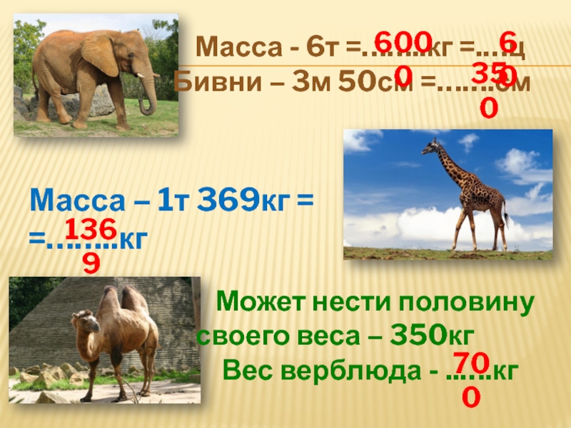 Масса 6 8 кг. Масса верблюда. Вес верблюда. Сколько весит верблюд. Вес верблюда в среднем.