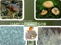 Презентация Царство Грибы (7 класс)