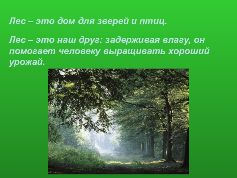 Лес класс. Лес наш друг. Презентация лес наш друг. Проект на тему лес наш друг. Лес наш друг стихотворение.