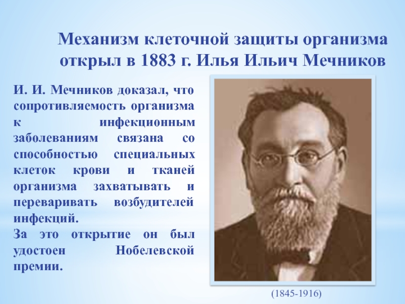 Мечников открыл. Мечников и.и. (1845-1916). Мечников ученый вклад. Мечников презентация.