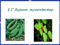 Презентация по биологий на тему Бұршақ тұқымдастары