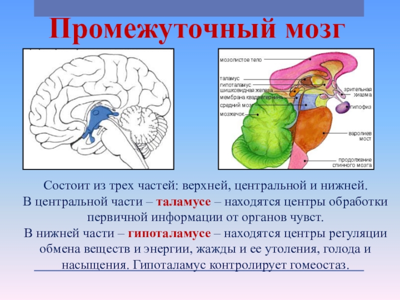 Общий план строения промежуточного мозга